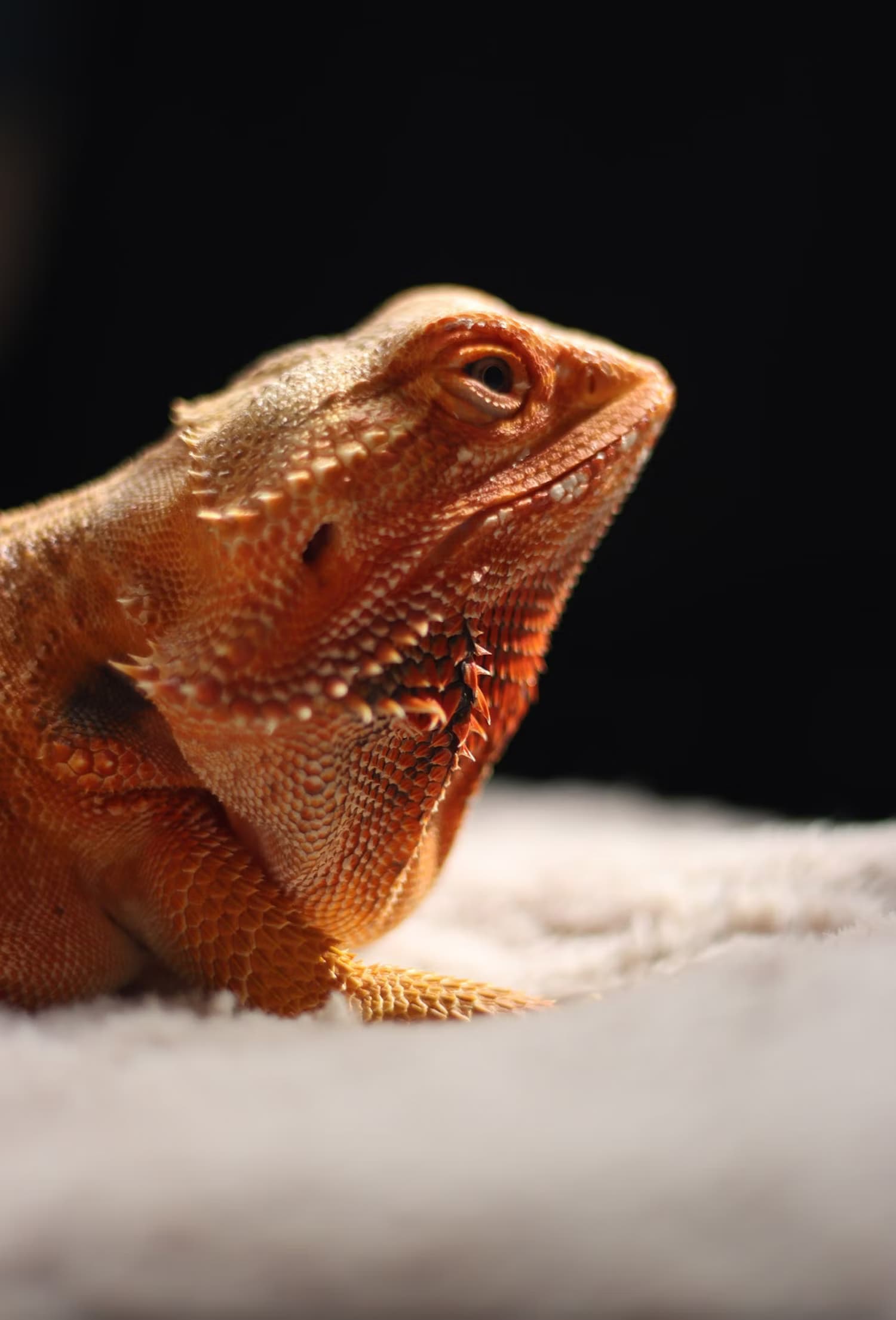 Jacob - Jacquard Photo