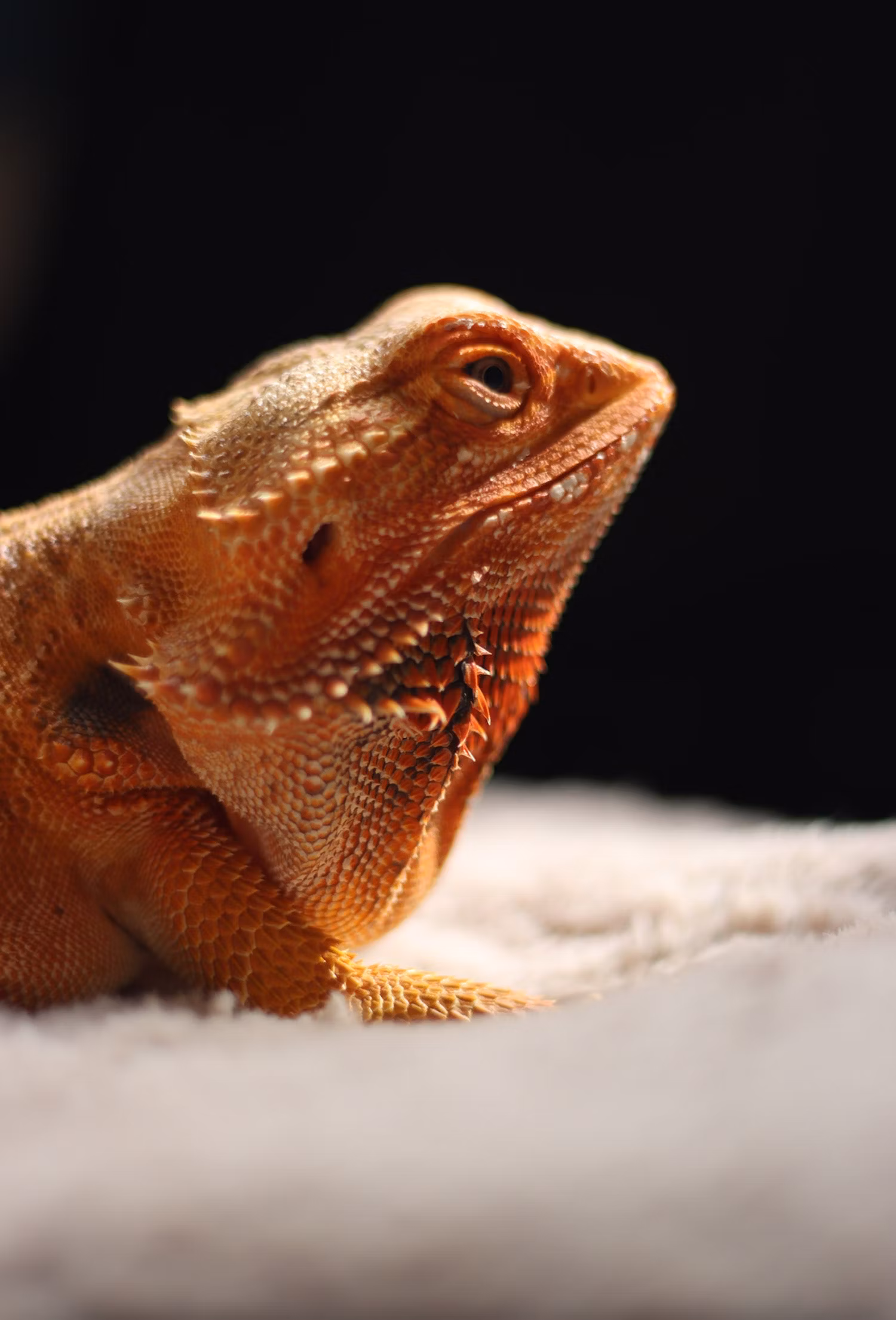 Bearded Dragon in a natural setting